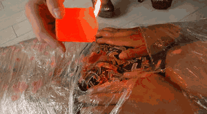 1771688455026002.gif
